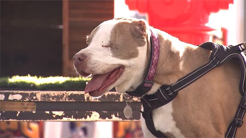 醜到可愛！世界最醜狗大賽　混種鬥牛犬「矮牽牛」奪冠