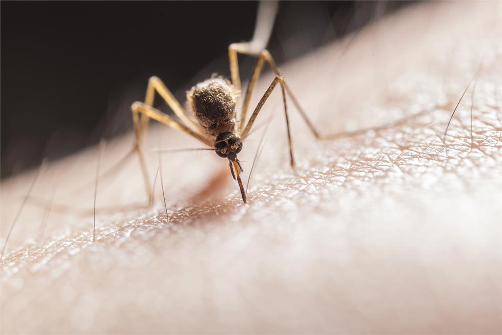 21歲美女實習機師遭蚊子叮咬　就醫5日後感染腦部離奇死亡
