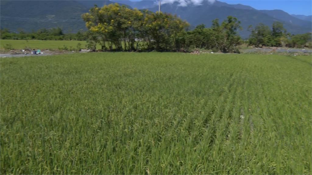 再一個月收成!稻田變泥田 農民心血全泡湯 損失估上百萬