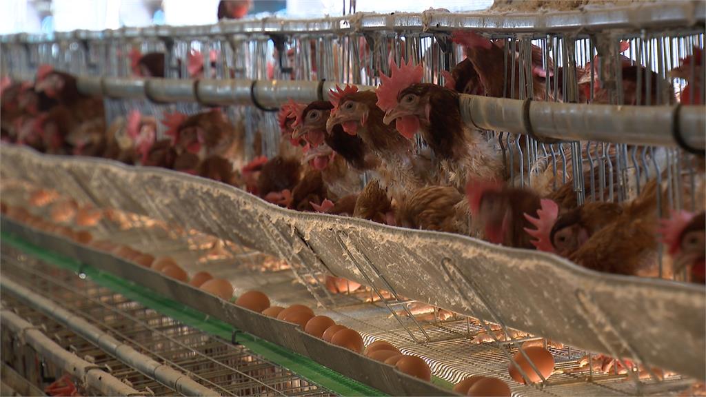 解決缺蛋根本問題　農委會祭「4大計劃」促蛋雞場革新