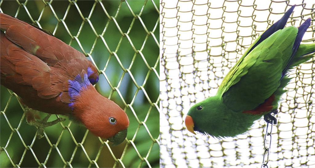鳥類也想脫單?保育員破案消失的飼料 驚見鸚鵡撩妹全過程