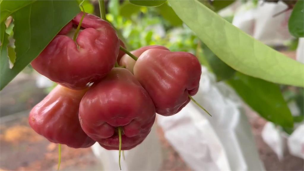 罕見11月颱！鳳凰進逼　農民好緊張　果農套袋備戰　稻農搶收寧低賣不願泡湯