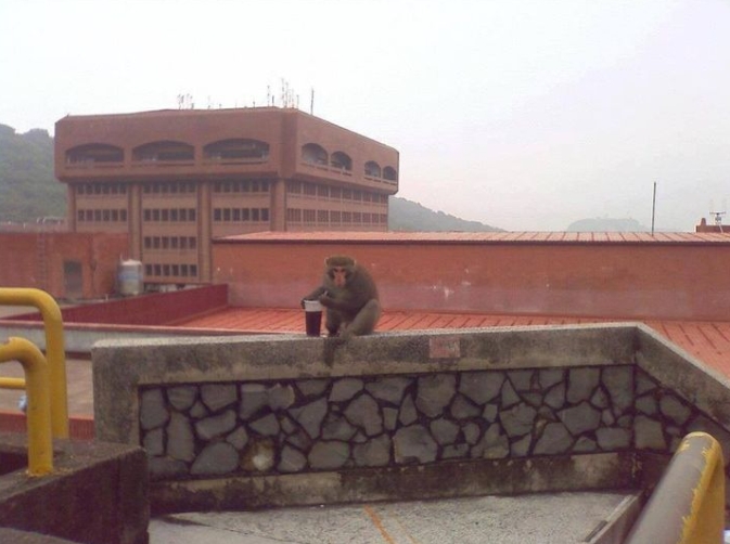 中山大學獼猴又進化了？屋頂「插吸管喝飲料」網看呆：自己叫外送？