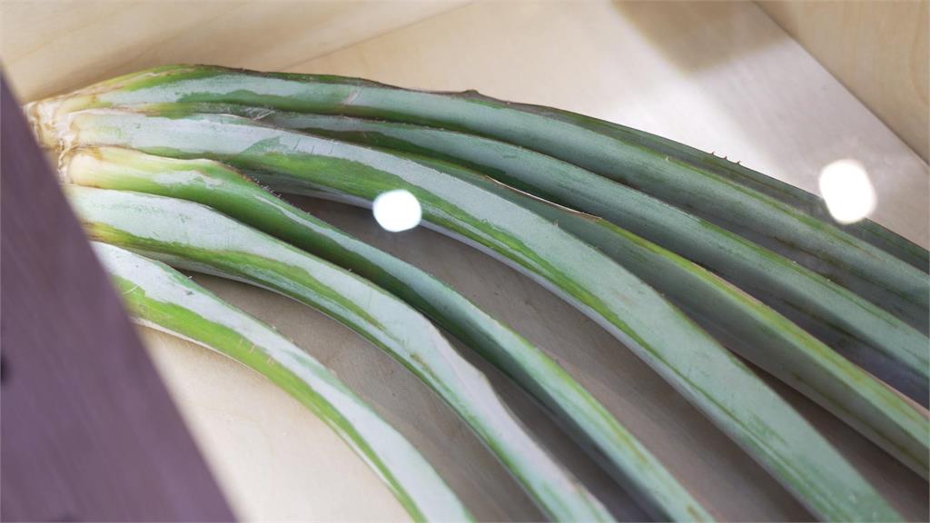 循環台灣隊系列報導/鳳梨葉變永續纖維 環境部8+N聯盟推資源循環