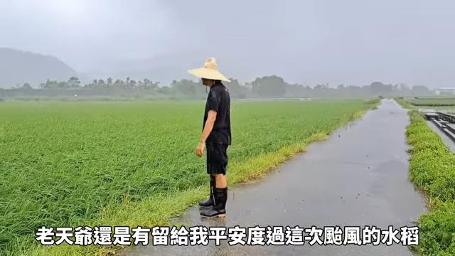 40天遇2颱風!農夫曝受損農田慘況 望整片「泡水秧苗」嘆:很無助