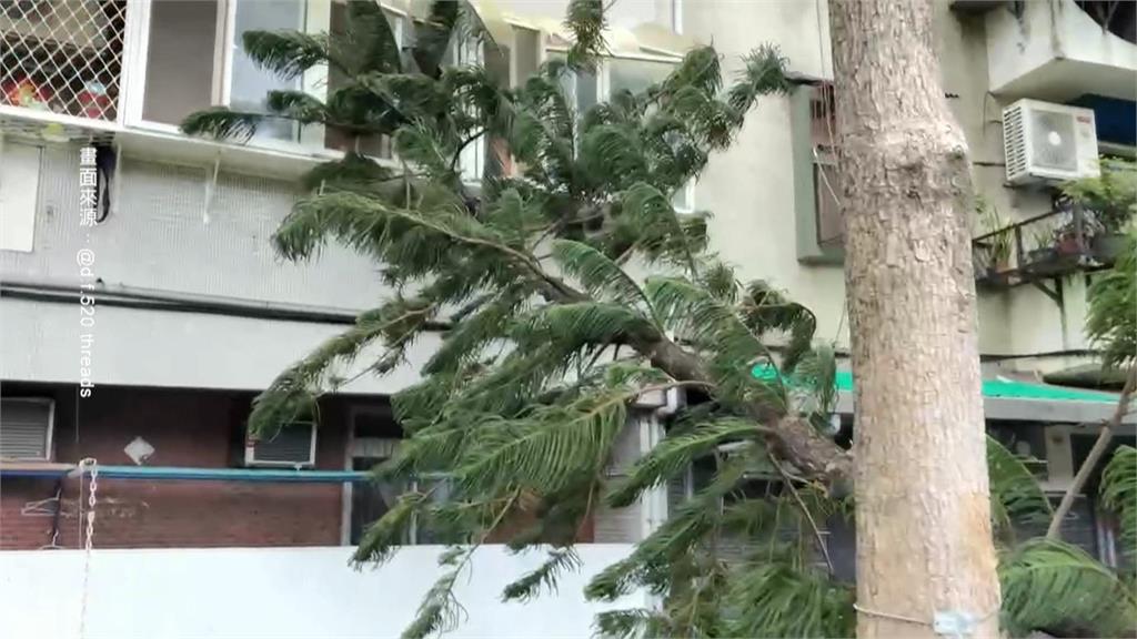 不敵強風！　北投立農公園路樹倒塌　壓毀民宅鋁窗　橫躺巷弄阻通行