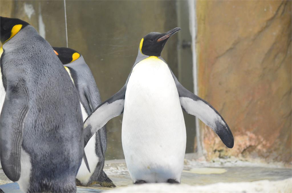 快新聞/超Q!企鵝寶寶「毛絨絨亮相啦」 北市動物園命名活動明起跑