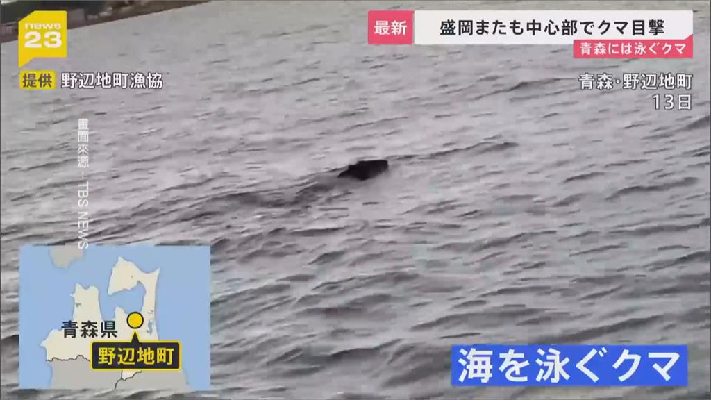 日本熊害範圍續擴大! 青森罕見「熊游泳」日媒直呼神出鬼沒