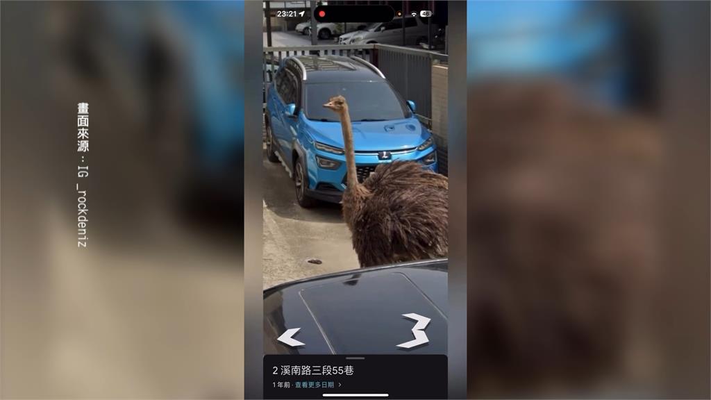 笑翻！查地址竟在街景看到「鴕鳥」　昔逛大街鴕鳥再登版面