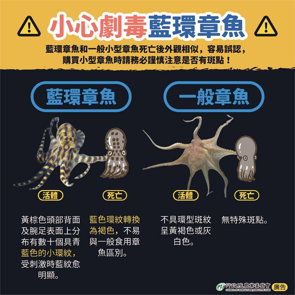 男海灘抓「章魚寶寶」放手中把玩!萬網秒認出「藍環紋路」嚇傻:RIP…