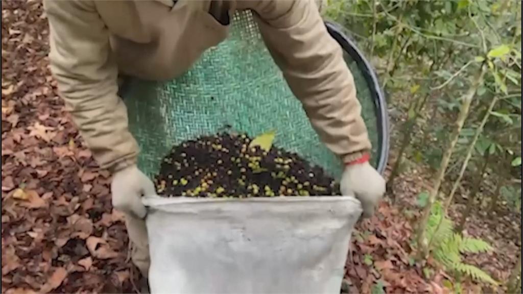 神奇!巴西生產「雀屎咖啡」 獨特風味受消費者喜愛