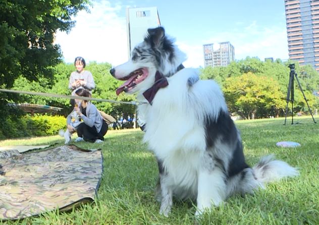 毛小孩生日趴邀請犬友同樂 餐點、布置一點都不馬虎