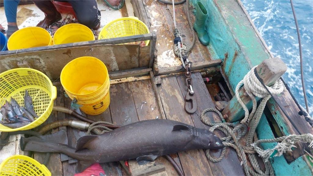 差點變魚丸!南方澳漁民誤捕「深海發光巨鯊」 海洋館剖腹驚見1屍19命