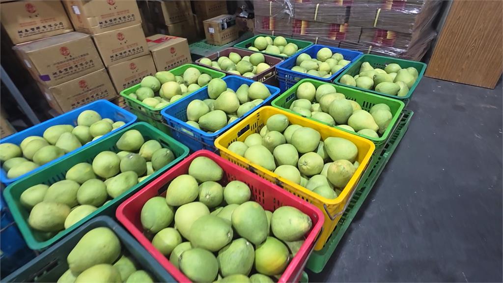 宜蘭紅文旦首度跨海前進星國！　首批2.4公噸出關搶攻新加坡市場