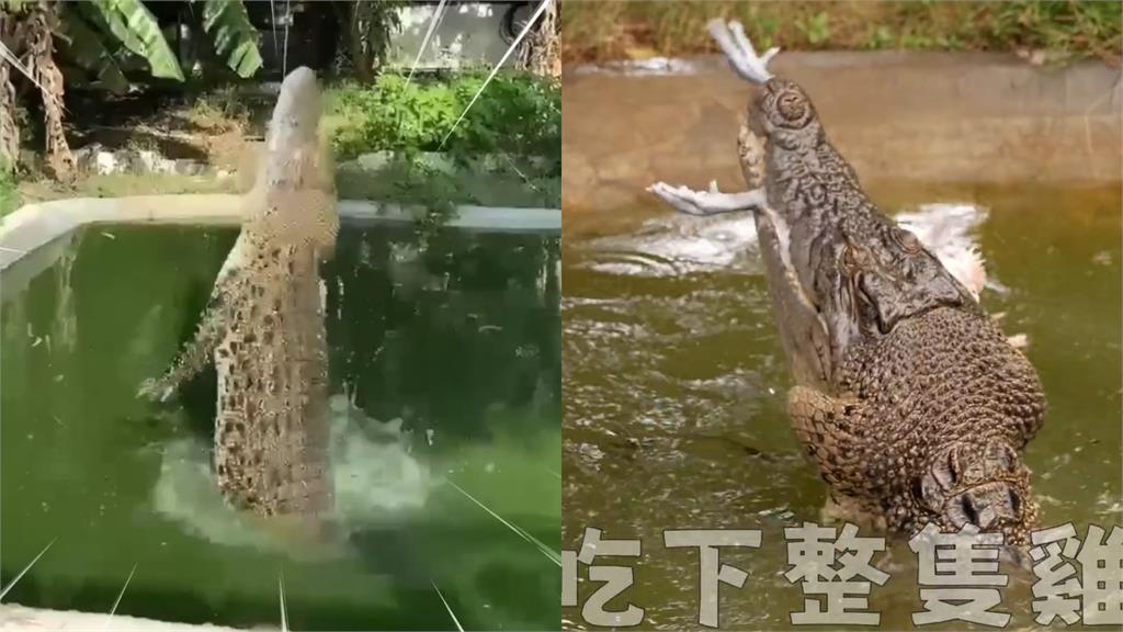 胡瓜深入女粉絲香閨「見寶貝」！險被200公分巨鱷吞食　她急喊：那個不能吃
