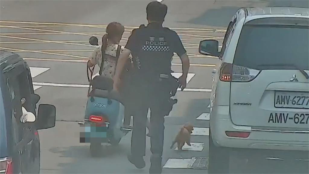 高雄調皮紅貴賓路上亂竄 警方持塑膠籃飛撲成功抓捕