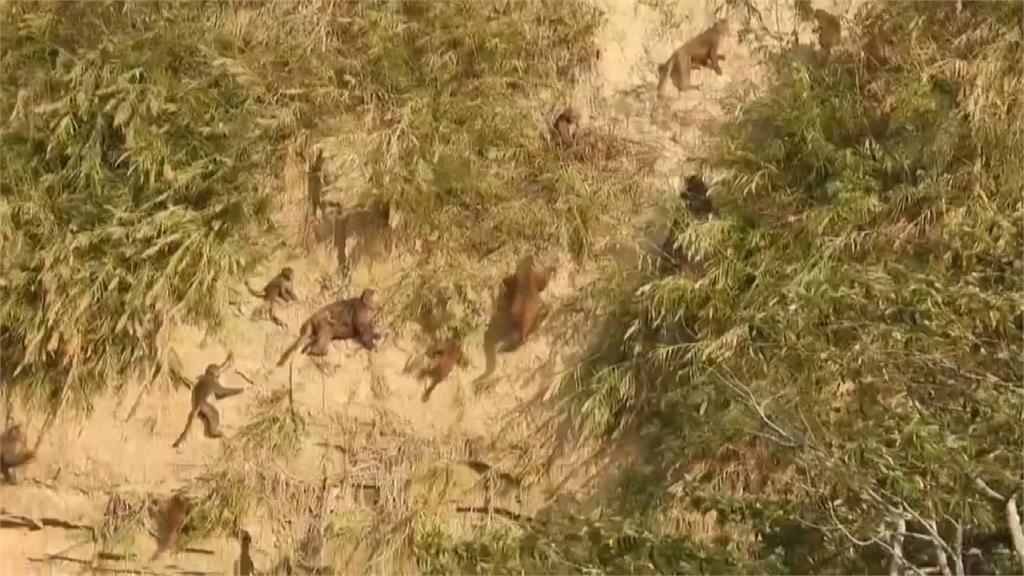 「山壁猴」大軍搜刮果園　！　農民感嘆：用鞭炮趕也不怕