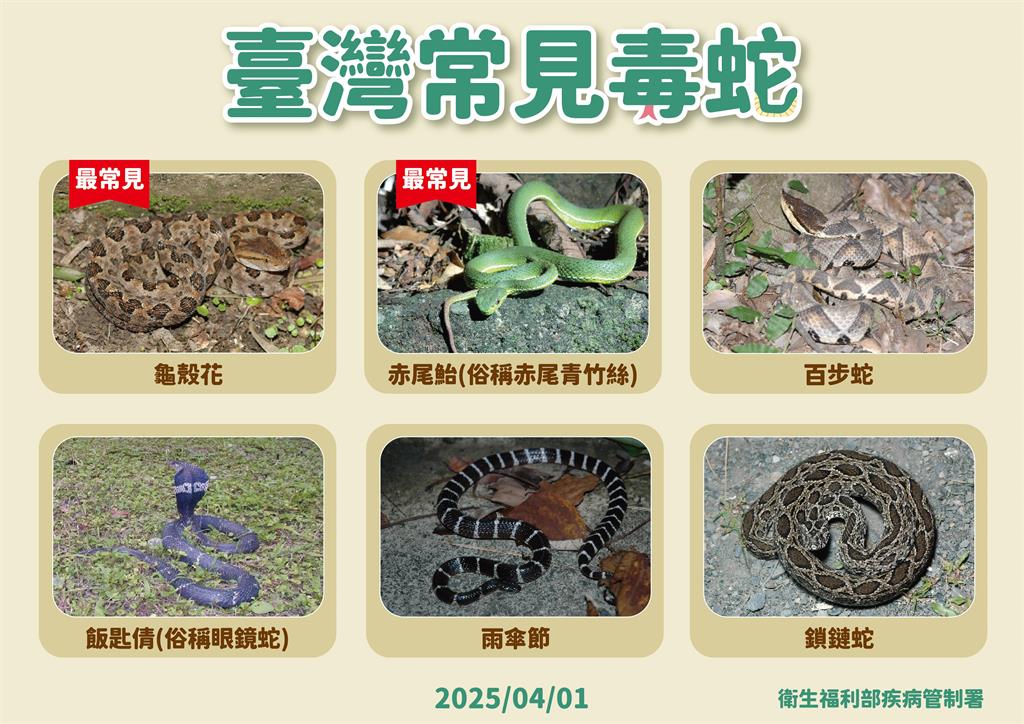快新聞/清明掃墓注意!每年近千人遭毒蛇咬傷 疾管署提醒「牢記5要5不」