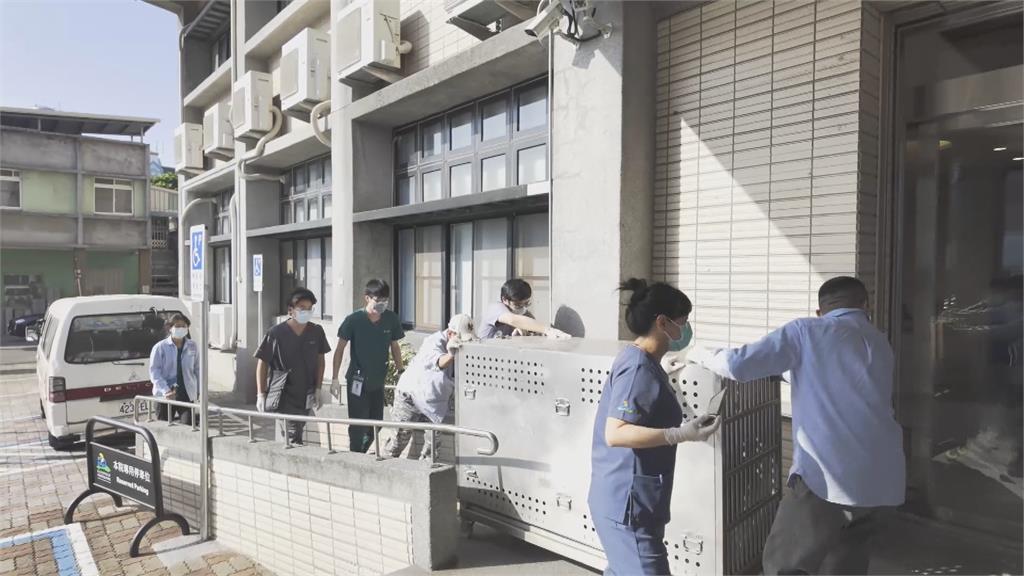 屏科大CT床台可承重300公斤 壽山動物園為13歲母獅布蕾健檢