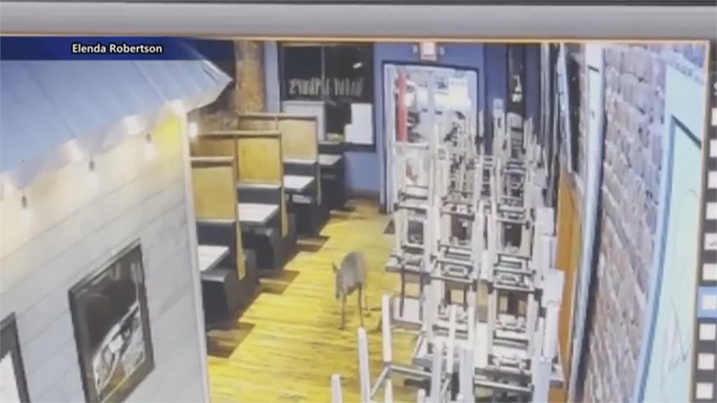 有一頭鹿!野鹿撞破玻璃門闖入餐廳用餐區 驚險過程全都錄