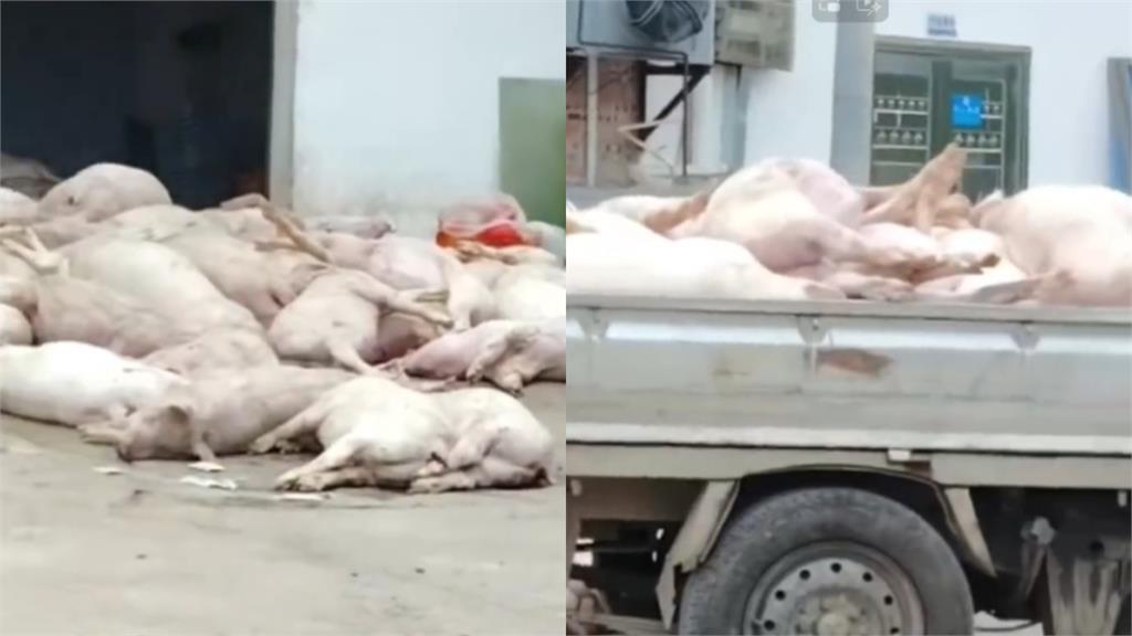 非洲豬瘟首例未平!中國食品廠驚見「死豬山」堆門口…畫面嚇壞網:是要加工?