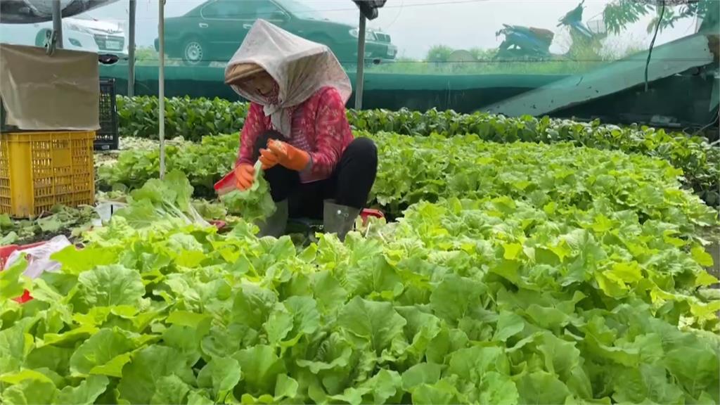 菜都爛了! 連日大雨緊接豔陽 雲林葉菜類價格翻倍