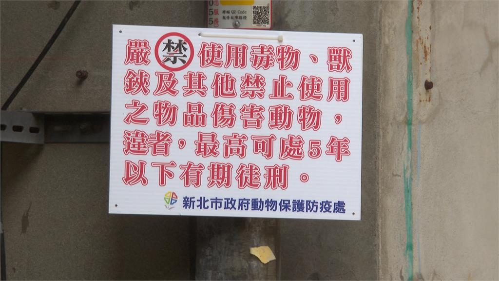 毒殺?新北板橋驚見浪貓口吐黑血死亡 地面出現不明粉末