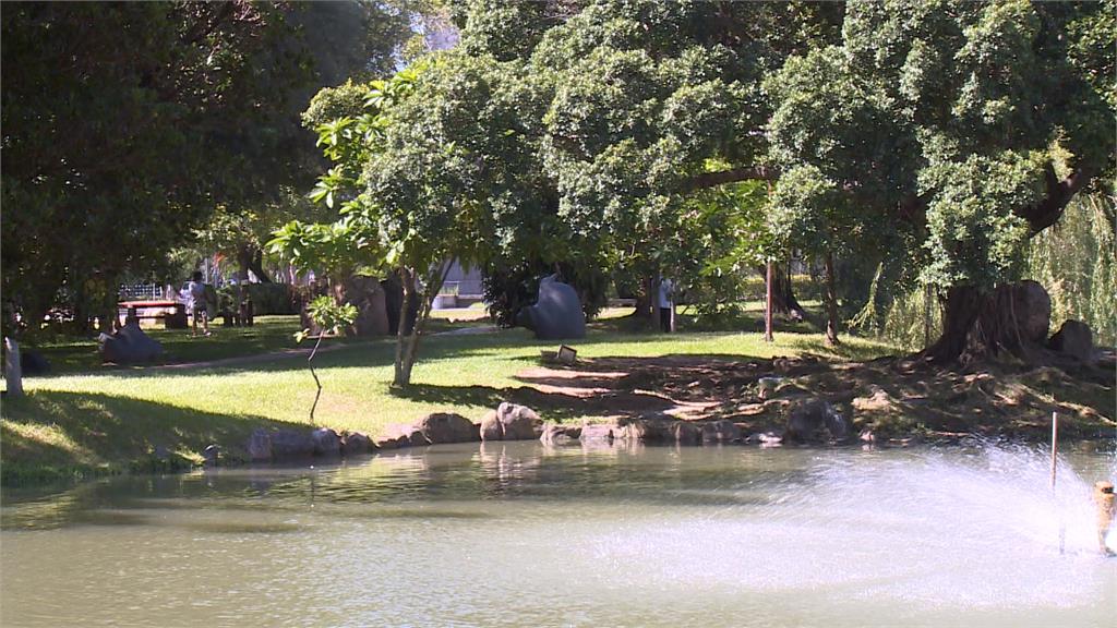 綠鬣蜥入侵校園!身長達1公尺 運動民眾心驚驚
