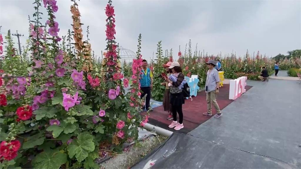 蜀葵花季浪漫開幕　造訪花中巨人徜徉花海拍美照