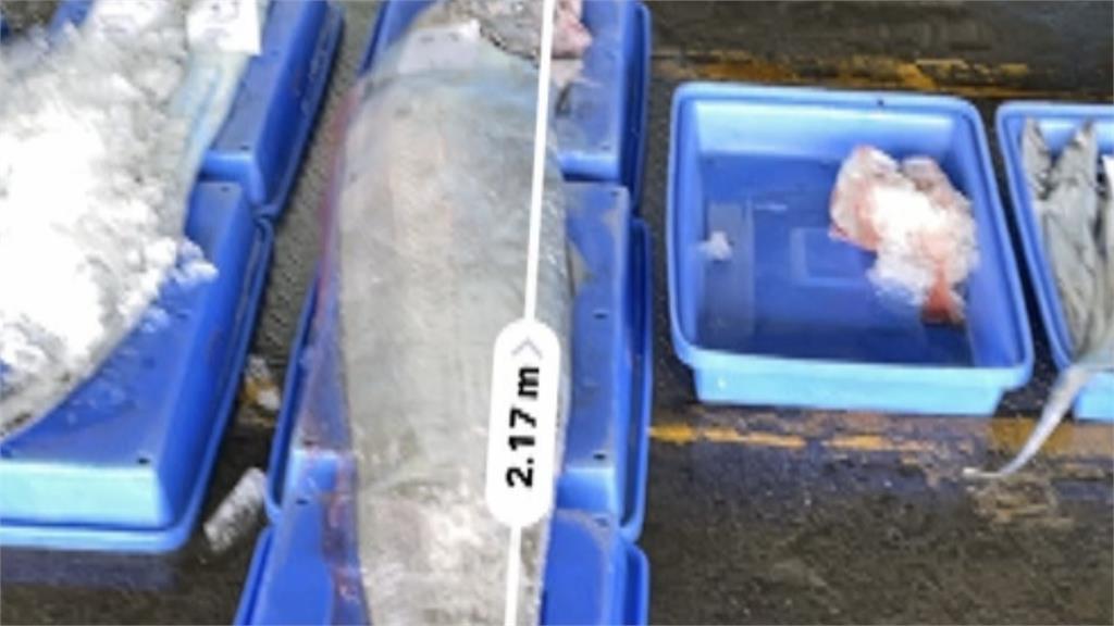 強震來襲？最長2.29公尺！　台東漁民捕獲三條地震魚