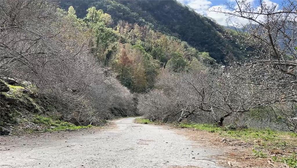 颱風影響花況不如預期 台東海端梅花季取消