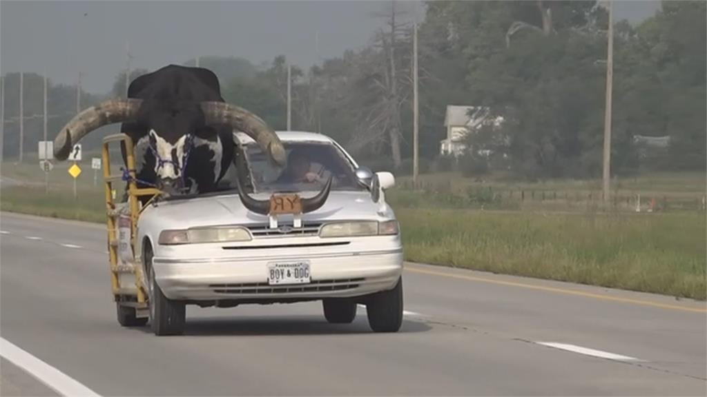 養「巨獸」當寵物！　美飼主改造汽車載安格拉牛兜風