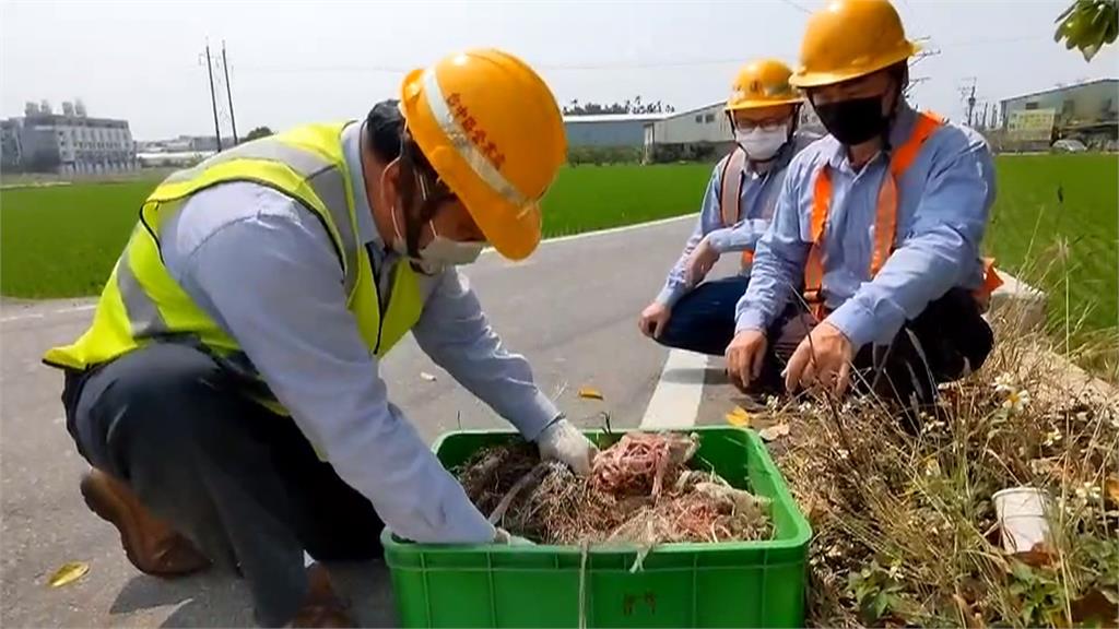 嚴防跳電!加強清除「電桿上的釘子戶」 台電巡檢除鳥巢大作戰