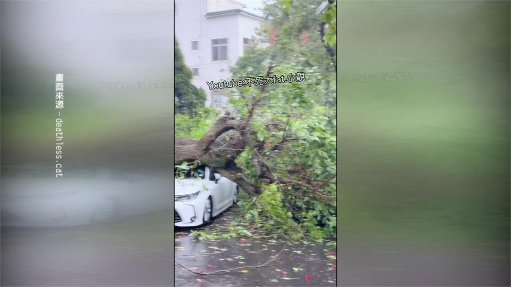 白海豚挾狂風豪雨！桃園民宅外大樹被吹倒 壓毀轎車