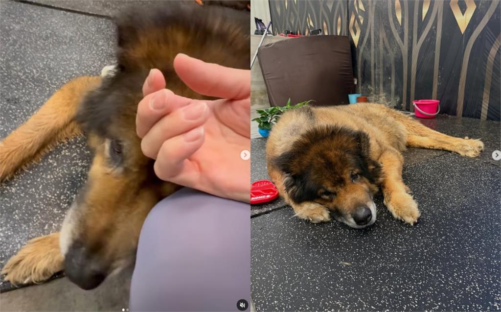 昔攻擊老婆害流產…館長愛犬離世!安樂死前夕「最後道別」畫面曝:我愛你兄弟
