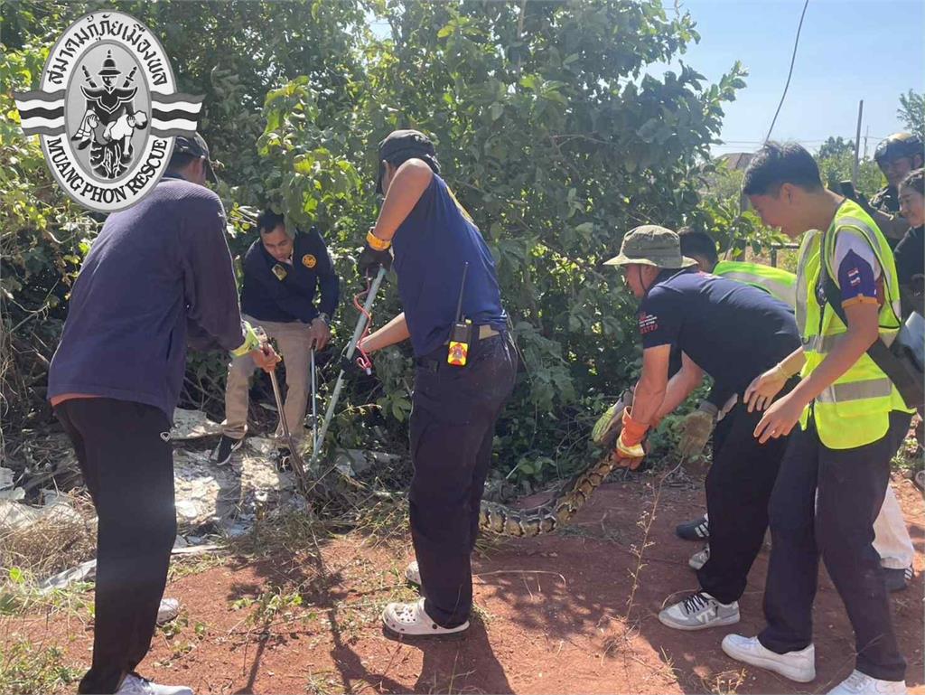 3米巨蟒「挺巨肚」爬太慢遭捕!野放過程突「吐出四腳巨獸」驚悚畫面曝光