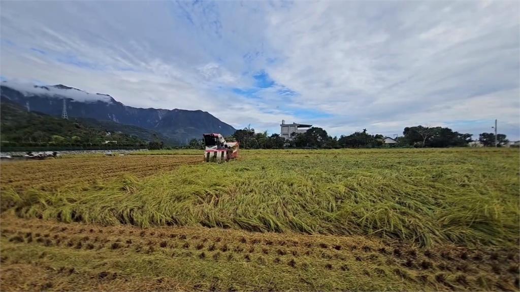 「康芮」花蓮土石還沒清完　「天兔」颱風逼近農民急搶收稻作