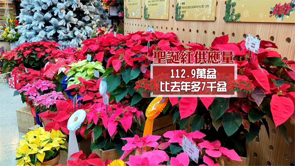 台北花市聖誕紅上市　珍珠白、黃美人獨特新品種