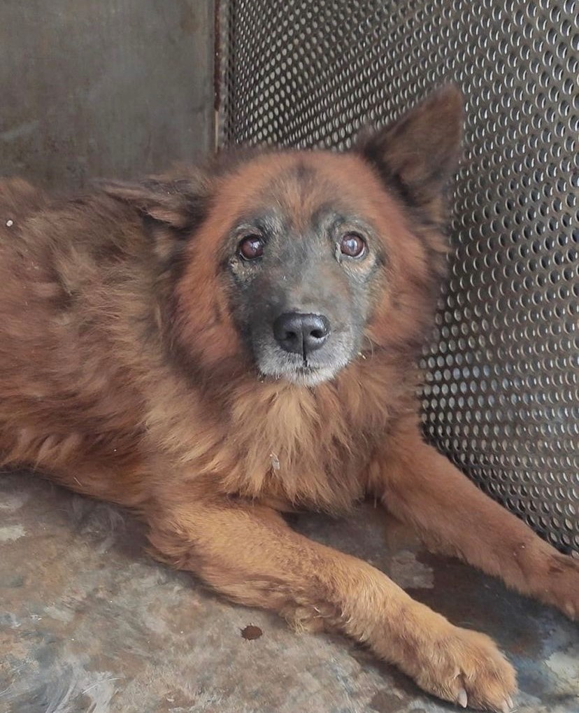 烏克蘭最悲劇的狗「家人全被炸死」　倖存苦撐1個月終去天國找家人