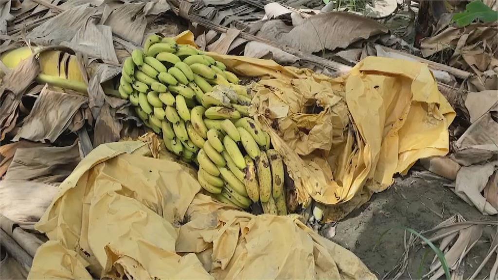 南投蕉農一夜被偷500kg香蕉　大盜落網辯稱為繳車貸