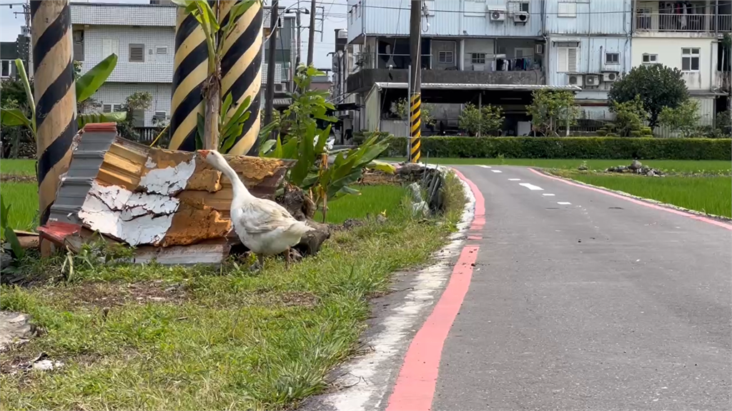快新聞/第一次遇到!開車被可愛「鵝霸」攔車 駕駛無奈笑:借過啦