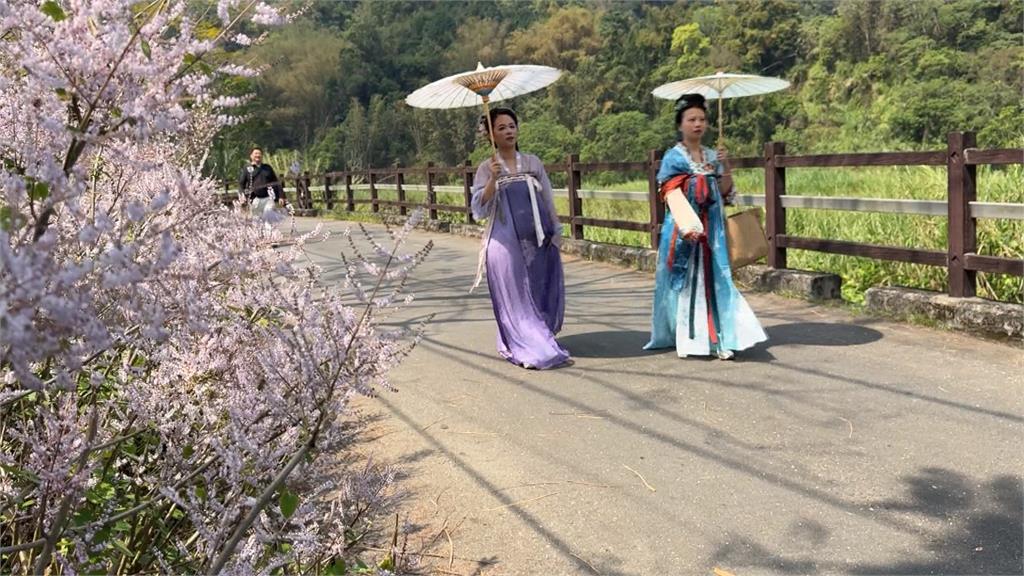 粉紫色花海延綿堤防!南投鹿谷清水溝溪麝香木綻放
