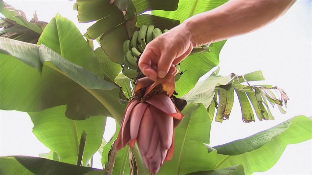 全球氣候暖化影響 溫帶國家南韓種出亞熱帶水果「香蕉」