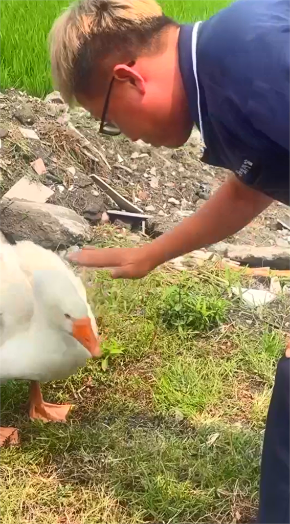 快新聞/第一次遇到!開車被可愛「鵝霸」攔車 駕駛無奈笑:借過啦