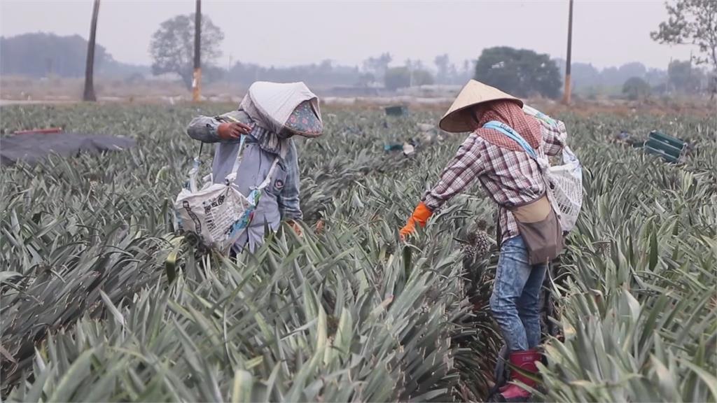 柴燒桂圓古早味 百大青農創共好