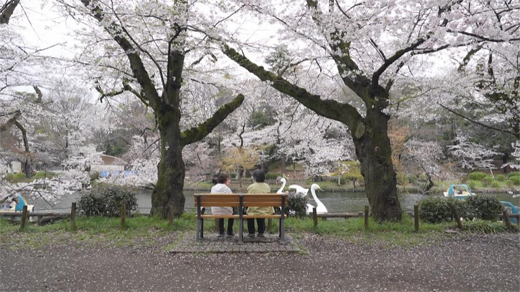 東京千鳥淵公園　樹齡70歲染井吉野櫻突倒塌