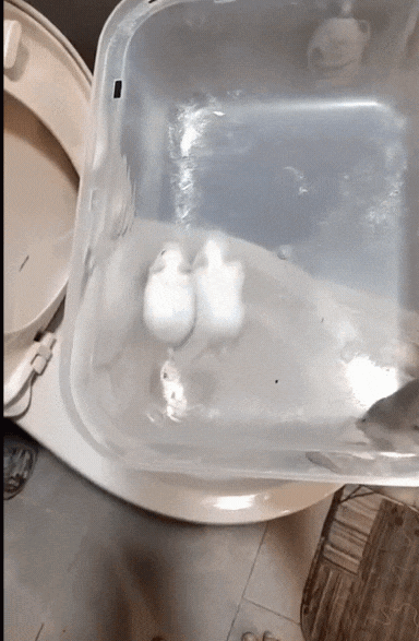 狠心女活丟10隻倉鼠「進馬桶全沖掉」!畫面流出網怒轟:會遭報應