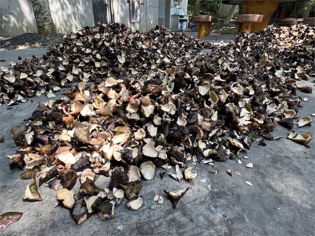 獨家/官田菱角殼變擴香石!農廢變「菱殼炭」 李政憲打造100種炭生活