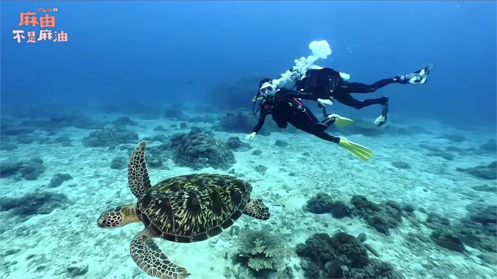 到離島打工換宿！櫻花妹「潛進綠島」　見海龜放送愛心讚：大自然的力量