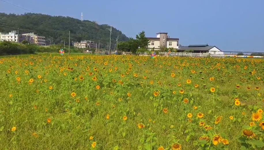 造橋向日葵花海搭配歐風小屋！　與火車共演最浪漫畫面